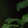Viburnum x juddii, flowers
