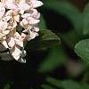Viburnum x juddii, flowers
