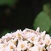 Viburnum x juddii, flowers