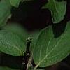 Viburnum x juddii, flowers
