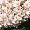 Viburnum x juddii, flowers