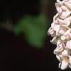 Viburnum x juddii, flowers