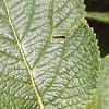 Viburnum lantana, leaves