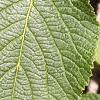 Viburnum lantana, leaves