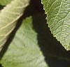 Viburnum lantana, leaves