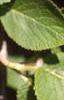 Viburnum lantana, leaves