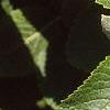 Viburnum lantana, leaves