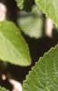 Viburnum lantana, leaves