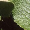 Viburnum lantana, leaves