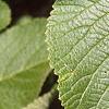 Viburnum lantana, leaves