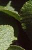 Viburnum lantana, leaves