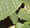 Viburnum lantana, leaves
