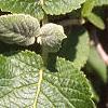 Viburnum lantana, leaves