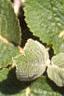 Viburnum lantana, leaves