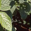 Viburnum lantana, leaves