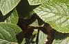 Viburnum lantana, leaves