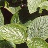 Viburnum lantana, leaves
