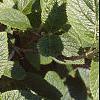 Viburnum lantana, leaves
