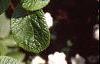 Viburnum lantana, leaves