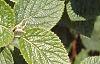 Viburnum lantana, leaves