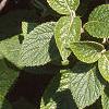 Viburnum lantana, leaves