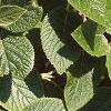 Viburnum lantana, leaves