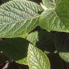 Viburnum lantana, leaves