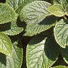 Viburnum lantana, leaves