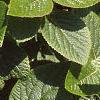 Viburnum lantana, leaves