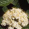 Viburnum lantana, flowers