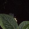 Viburnum lantana, flowers