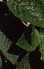 Viburnum lantana, flowers