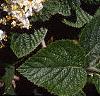 Viburnum lantana, flowers