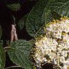 Viburnum lantana, flowers