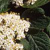 Viburnum lantana, flowers