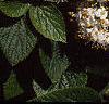 Viburnum lantana, flowers