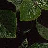Viburnum lantana, flowers