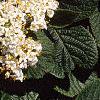 Viburnum lantana, flowers