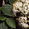 Viburnum lantana, flowers