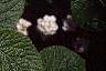 Viburnum lantana, flowers