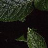 Viburnum lantana, flowers