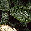 Viburnum lantana, flowers