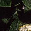 Viburnum lantana, flowers