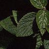 Viburnum lantana, flowers