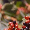Viburnum lantana, fruit