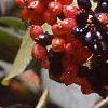 Viburnum lantana, fruit