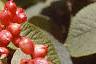 Viburnum lantana, fruit