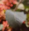 Viburnum lantana, fruit