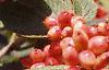 Viburnum lantana, fruit