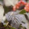 Viburnum lantana, fruit